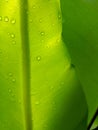 Beautiful circle Bird`s nest fern leave close up Water Drops on Fern Royalty Free Stock Photo