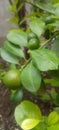 Beautiful citrus and fruit trees flourishing. Royalty Free Stock Photo