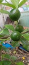 Beautiful citrus and fruit trees flourishing in winter.