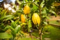 Beautiful Citrus medica fruit in monastery Chua Truc Lam Dalat, Vietnam Royalty Free Stock Photo