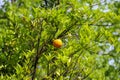 Beautiful citrus tree with ripe fruits