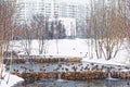 Beautiful city park on the outskirts of the city. Winter, gloomy sky and heavy snow. Ducks hibernate in an unfrozen stream