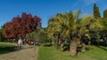 Beautiful cityscape with luxurious palm trees Phoenix canariensis and red Liquidambar styraciflua in background