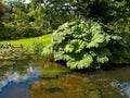 Beautiful classical design garden fish pond with water lily Royalty Free Stock Photo