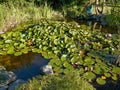 Beautiful classical garden fish pond gardening background Royalty Free Stock Photo
