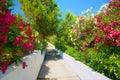 Beautiful classical Greek hotel road pathway to sea beach for tourists among red white rose colorful red rose white flowers and gr Royalty Free Stock Photo