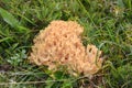 Beautiful clavaria coral fungus Royalty Free Stock Photo