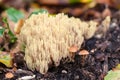 Beautiful Clavaria Ramaria formosa fruiting body on the forest floor