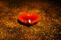 Beautiful clay diya during traditional Diwali festival