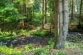 Beautiful , clean mountain creek in the pine woods in Transylvania