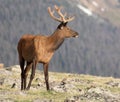 Mature Buck Deer Eating in Meadow on a Summer Day in Rocky Mountain National Park Royalty Free Stock Photo