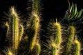 Cleistocactus glowing in the afternoon sun.