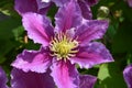 Beautiful clematis