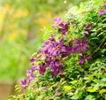 Beautiful Clematis Bush with Burgundy Flowers Royalty Free Stock Photo