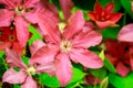 Beautiful clematis flower in garden. Royalty Free Stock Photo