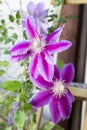 Beautiful Clematis Piilu in the garden Royalty Free Stock Photo