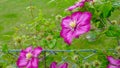 Clematis Ranunculaceae Delicate, pink flowering climber, climbs up a chain link fence Royalty Free Stock Photo