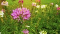 Beautiful Cleome plant in the garden, called in anather name is spider flower, purple, pink and white petals with long stamens and Royalty Free Stock Photo
