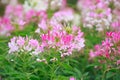 Beautiful Cleome spinosa or Spider flower in the garden Royalty Free Stock Photo