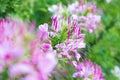 Beautiful Cleome spinosa or Spider flower in the garden Royalty Free Stock Photo