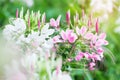 Beautiful Cleome spinosa or Spider flower in the garden Royalty Free Stock Photo