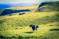 Beautiful Cliffs of Scotland, St Abb`s Head, UK