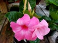 Beautiful climbing Pink Mandevilla flowers at full bloom