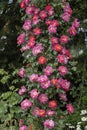 Beautiful climbing pink roses Royalty Free Stock Photo