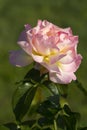 Beautiful Climbing Pink & Yellow Peace Rose Royalty Free Stock Photo