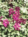 Beautiful climbing purple blooming clematis on the wall of the garden gazebo