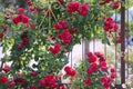 Beautiful climbing red roses, intertwined with a wrought iron gate