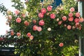 Beautiful climbing rose in home garden