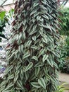 Beautiful climbing tropical plant of Cissus Discolor with variegated leaves