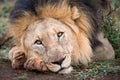 A beautiful close-ip portrait of a male lion lying on the ground Royalty Free Stock Photo