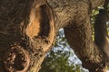 Beautiful close of resin poping up from tree in the sun. Royalty Free Stock Photo