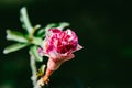 The beautiful close up Adenium plant flower buds Royalty Free Stock Photo