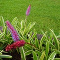 Beautiful close-up of aechmea distichanta Royalty Free Stock Photo