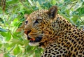 Beautiful close up of an African Leopard which is in a tree in South Luangwa National Park, Zambia Royalty Free Stock Photo
