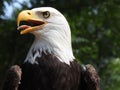 Beautiful close up american eagle, bald eagle, sea eagle. leucocephalus, sharp eye, head and portrait, beak open, macro Royalty Free Stock Photo