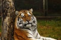 Head study of the Siberian Tiger Royalty Free Stock Photo