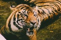 Beautiful close up of a bengal tiger laying in a pool of water. nice portrait photo of the amazing tiger Royalty Free Stock Photo