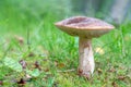 Beautiful close up birch bolete, Leccinum scabrum, known as the rough-stemmed bolete or scaber stalk, an edible mushroom growing Royalty Free Stock Photo