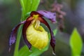 Close up of the bizarre looking ladys slipper orchid