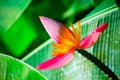 Beautiful close up of blooming Pink banana flower Musa Velutina in a tropical botanical garden.