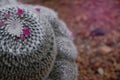 Beautiful close-up blooming pink flower of green cactus in desert Royalty Free Stock Photo