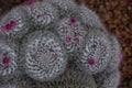 Beautiful close-up blooming pink flower of green cactus in desert Royalty Free Stock Photo