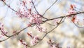 Beautiful close-up of the blossoming branches of a pink cherry tree, in spring Royalty Free Stock Photo