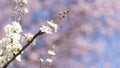 Beautiful close-up of the blossoming branches of a white cherry tree, in spring Royalty Free Stock Photo