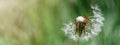 Beautiful close-up of blowball dandelion seed with water drop and dew in nature in spring summer morning, with bokeh and green Royalty Free Stock Photo