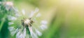 Beautiful close up of blowball dandelion seed with water drop  and dew in nature in spring summer morning, with bokeh and green Royalty Free Stock Photo